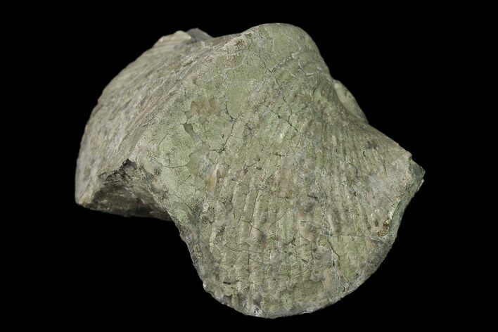 Pyrite Replaced Brachiopod (Paraspirifer) Fossil - Ohio #135564